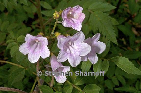 incarvillea arguta 1 graphic